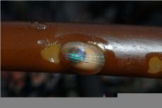 Blue-rayed limpet